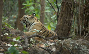 Young female tiger in the forest of Bandhavgarh