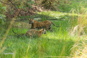 Tiger Cubs Playing in the Nala