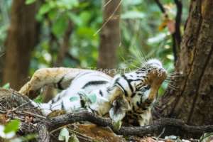 Tiger Relaxing in the Forest