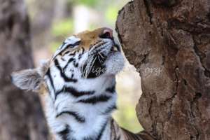 Tiger picking up a strange scent on the tree