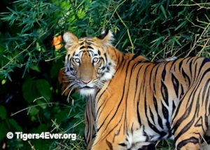 Young Tiger Cub at the Edge of the Forest
