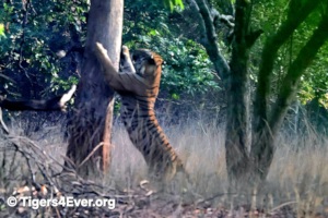 Alpha Male Tiger Hugging his Favourite Tree