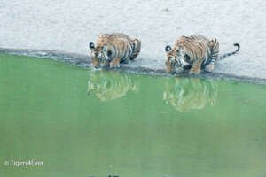 Young Tigers Need Education Too