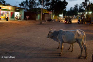 Cattle wandering at night are easy prey for Tigers