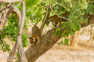 Tiger Cubs learning to climb trees