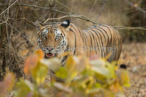Wild Tiger in Bandhavgarh
