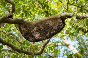 Honey from Beehives can provide much needed income