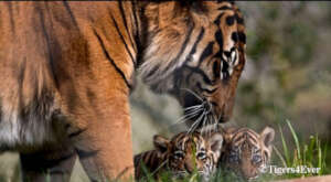 Tigress with Tiny Cubs
