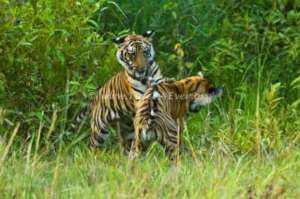 Tiger cubs Learning valuable life skills