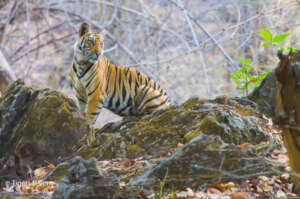 Tiger Cubs Need a Wild Future Too