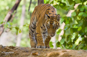 Tiger Cubs Need a Future Too