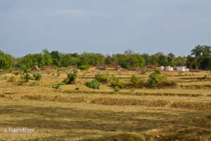 Village in the Forest