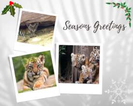 Seasons greetings from Tigers4Ever