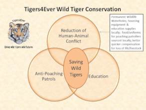 How our projects all put wild tigers at the heart