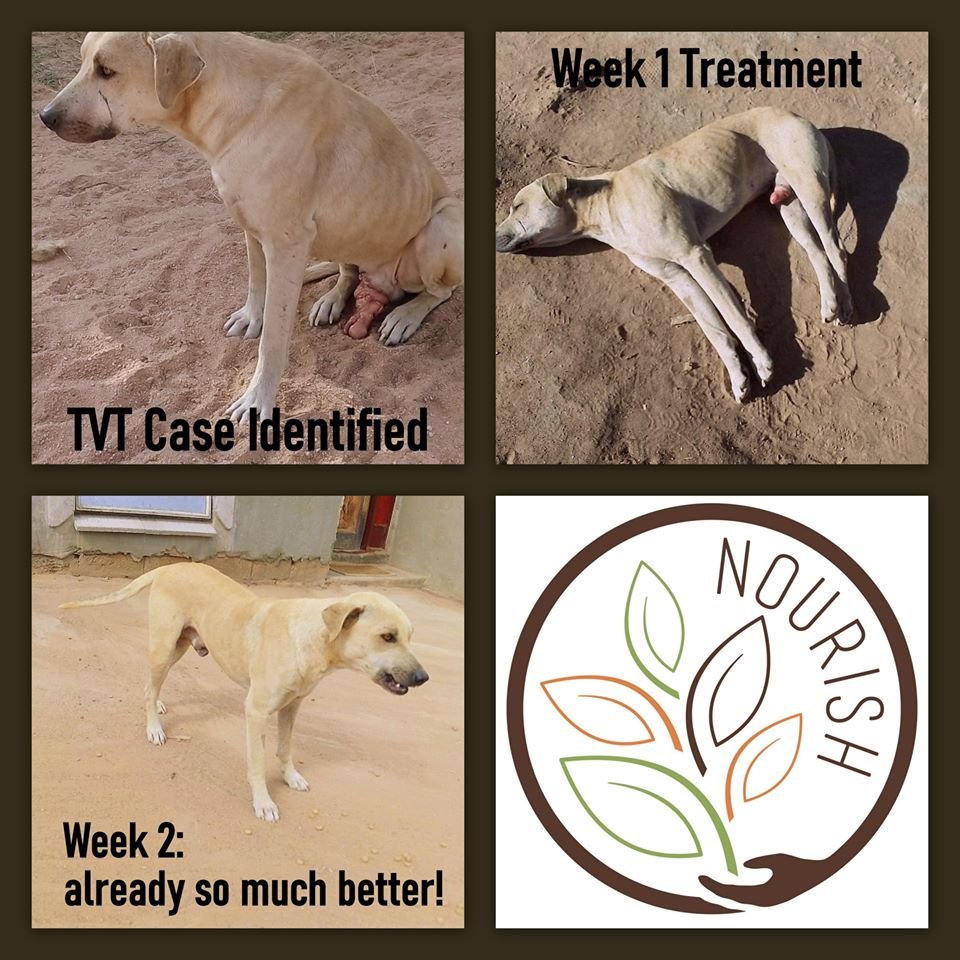 Reports On Promoting Welfare Of Dogs In Rural South Africa Globalgiving