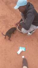 Frank helping to feed puppies