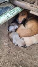 Quiet moment with a mother dog and her puppies