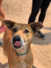 Happy healthy village dogs - THANK YOU