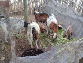 Animal kindess reaching more than just dogs