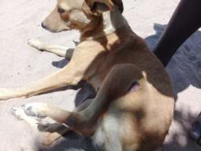 Wounded dogs needing treatment get attention