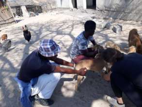 Working with dogs is Martins passion now