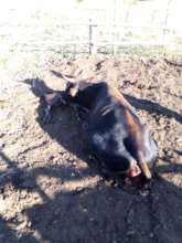 even helping a struggling mamma cow give birth!