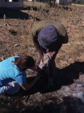 Martin working alongside the state vet; learning
