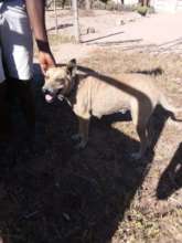Mange treatment