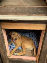 Happy Nourish rescue pup; Joey in her doghouse