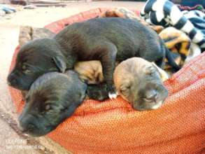 From this; rescuing 2 day old puppies in a box