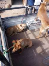 Fetching dogs in the village during steri-days