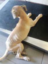 Injured animals get brought to our attention