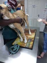 the amazing vets always take such good care