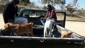 Taking dogs to local vet clinic for sterilization