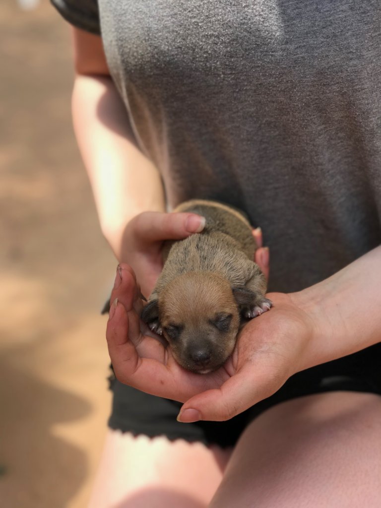 Promoting welfare of dogs in rural South Africa