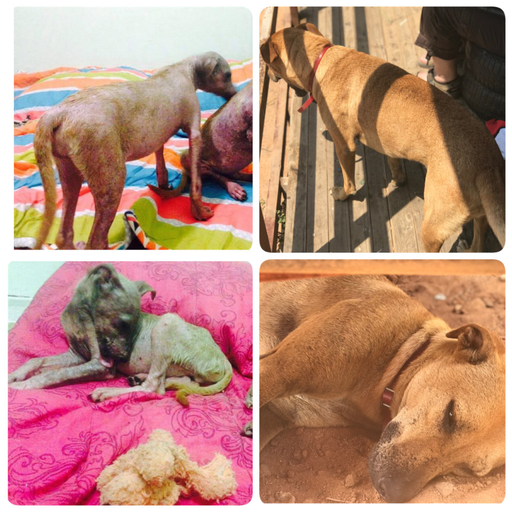 Promoting welfare of dogs in rural South Africa