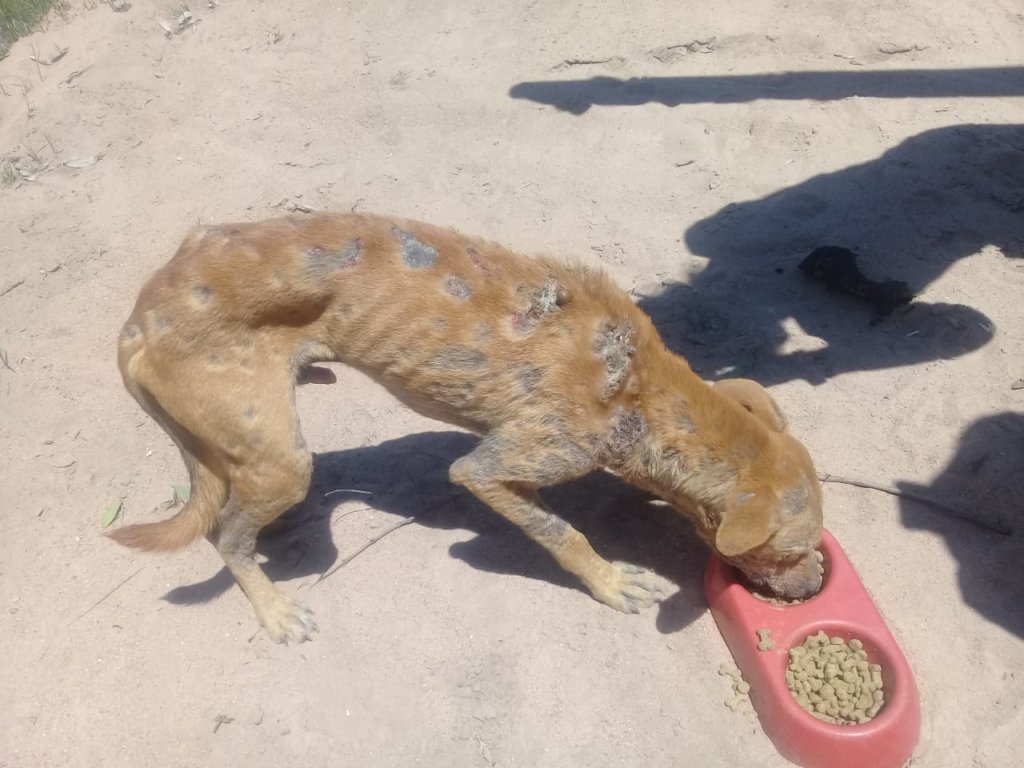 Promoting welfare of dogs in rural South Africa