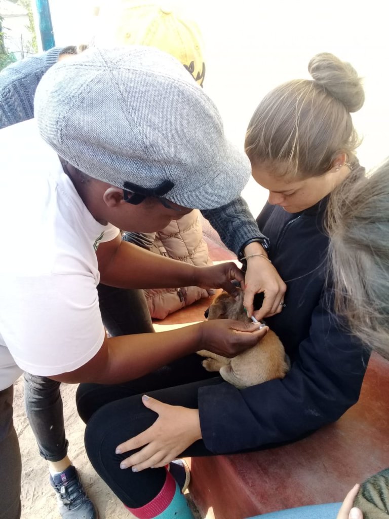 Promoting welfare of dogs in rural South Africa
