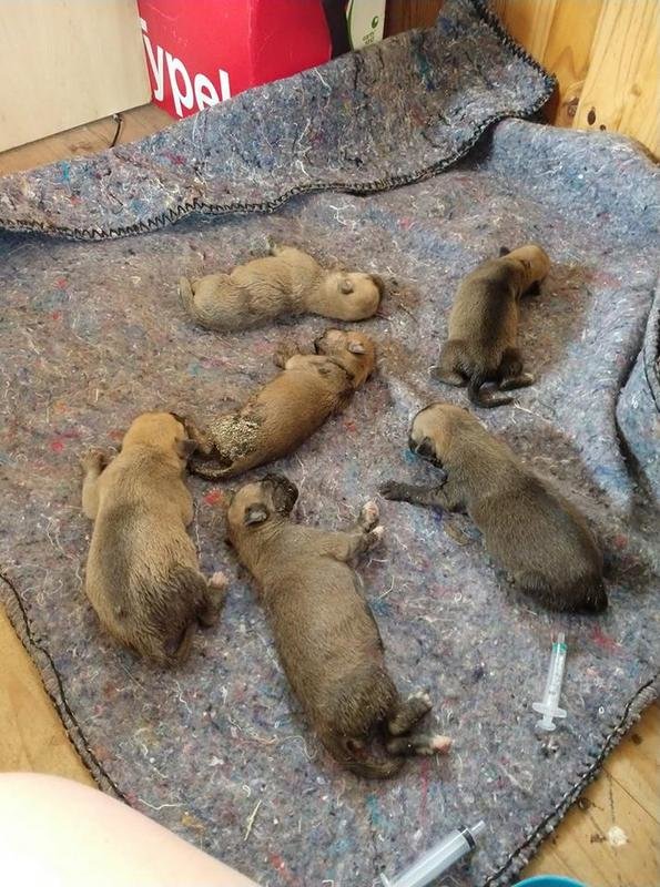 Promoting welfare of dogs in rural South Africa