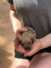 2 days old puppy