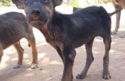 Promoting welfare of dogs in rural South Africa