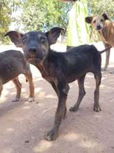 Promoting welfare of dogs in rural South Africa