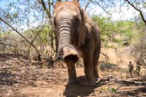 Mopane the orphaned elephant