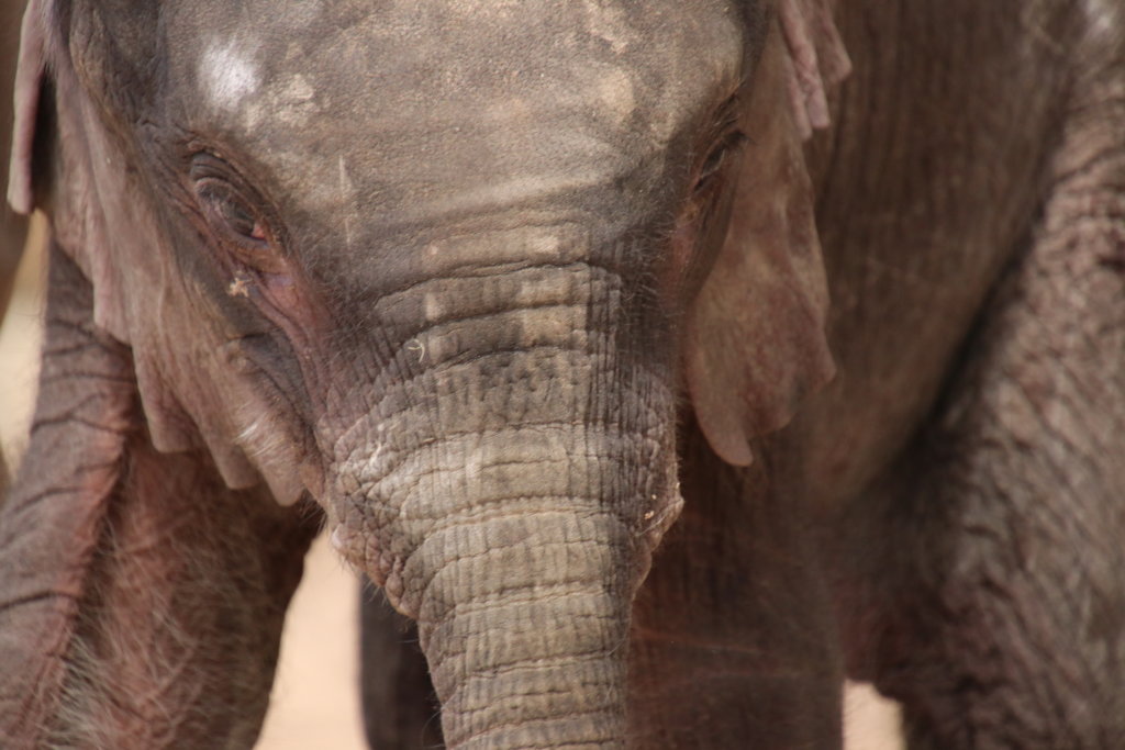First Dedicated Elephant Nursery in South Africa