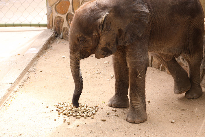 First Dedicated Elephant Nursery in South Africa