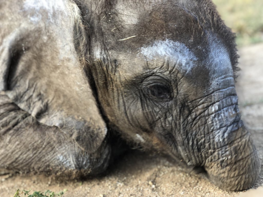 First Dedicated Elephant Nursery in South Africa