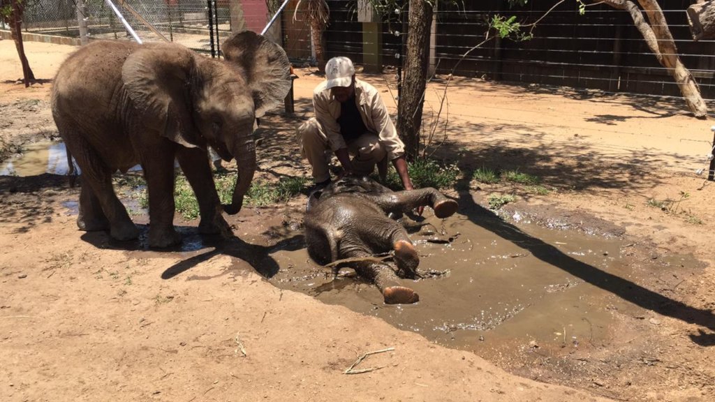 First Dedicated Elephant Nursery in South Africa