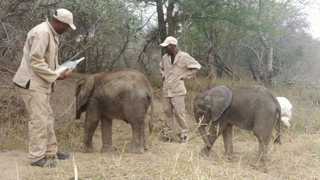 First Dedicated Elephant Nursery in South Africa