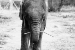 Mopane the elephant