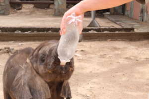 Mopane being fed